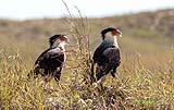 Caracara Padre Island Oct 2020